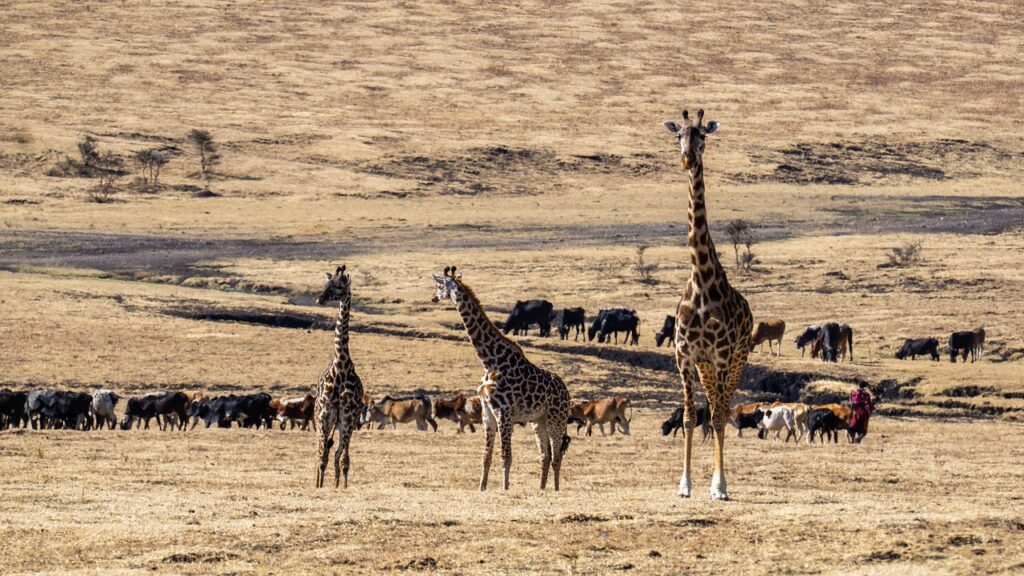 Grazia-tours-safaris-mara