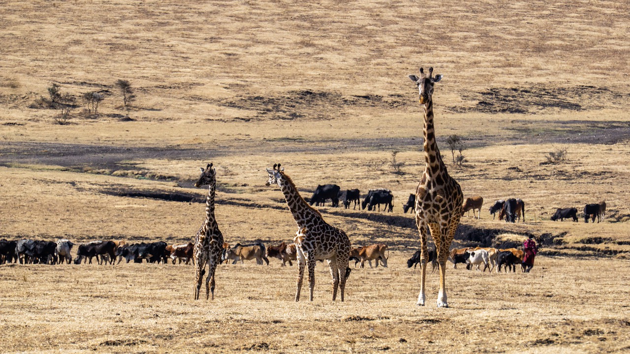 Grazia-tours-safaris-mara