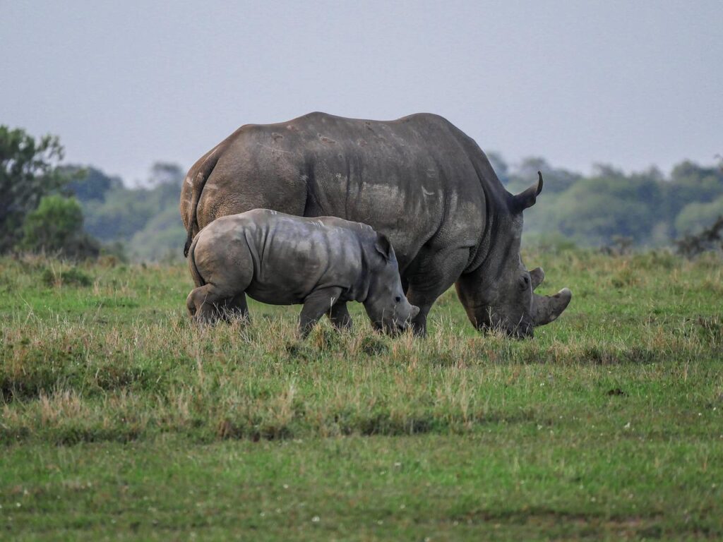olpejeta Conservancy