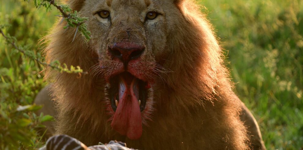 7 Days/ 6 Nights Nakuru - Masai Mara - Serengeti - Ngorongoro Crater Safari