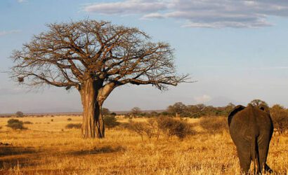 Ngorongoro, Serengeti & Tarangire Tanzania Safari
