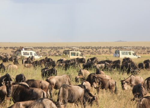 4-day Masai Mara and Lake Nakuru Camping Safari