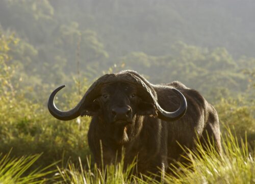 5-Day Mt Kenya, Naivasha and Masai Mara Luxury Tour