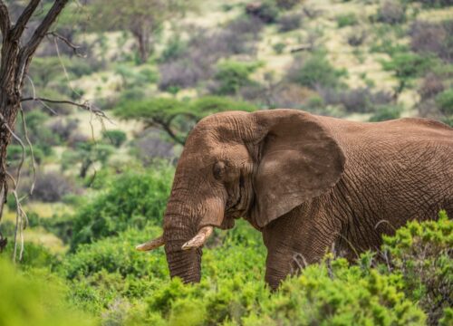 3 days Tsavo East Safari