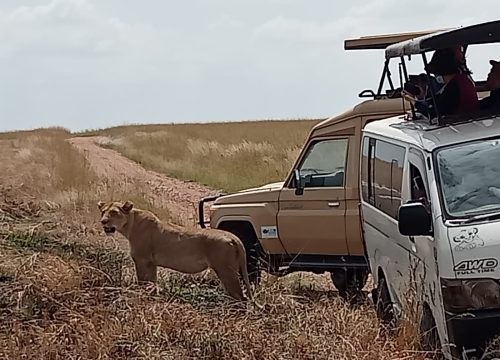 Aberdares, Samburu, Lake Nakuru, Maasai Mara Classic Safari