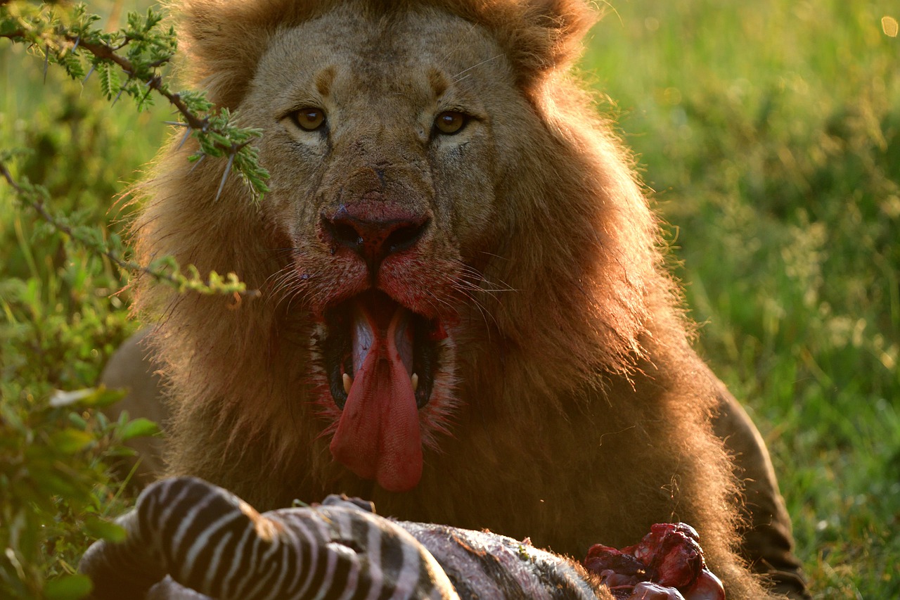 7 Days/ 6 Nights Nakuru - Masai Mara - Serengeti - Ngorongoro Crater Safari