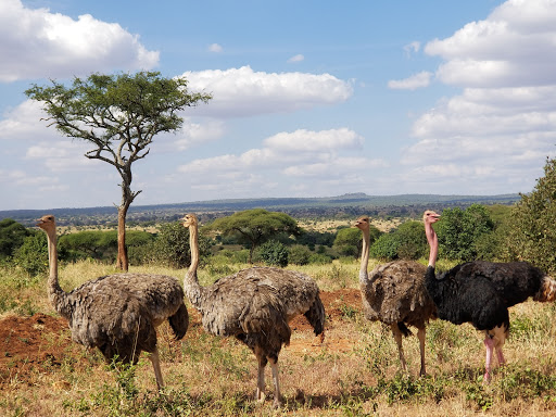Tarangire National Park Serengeti National Park and Ngorongoro Crater Tanzania Safari.